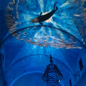 Elements Palma – Immersive Lichtshow