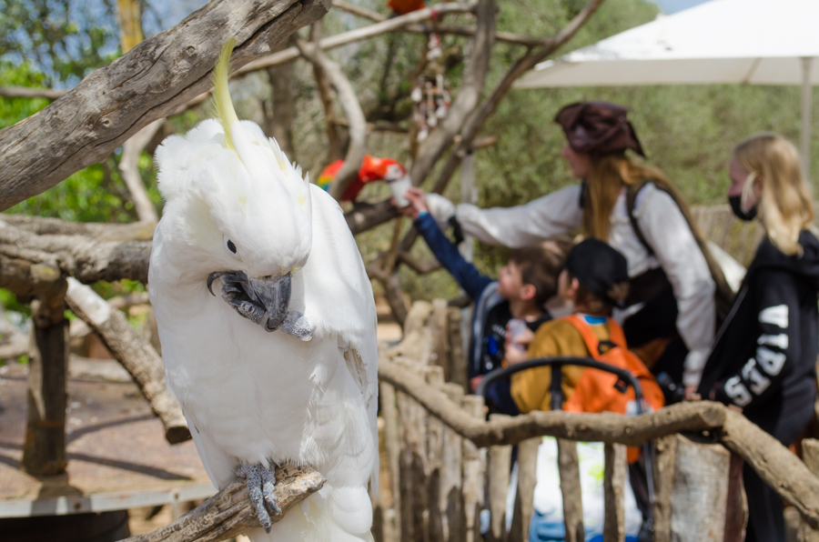 Piratenausflug für Kinder auf Mallorca